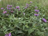 Phlomis herba-venti