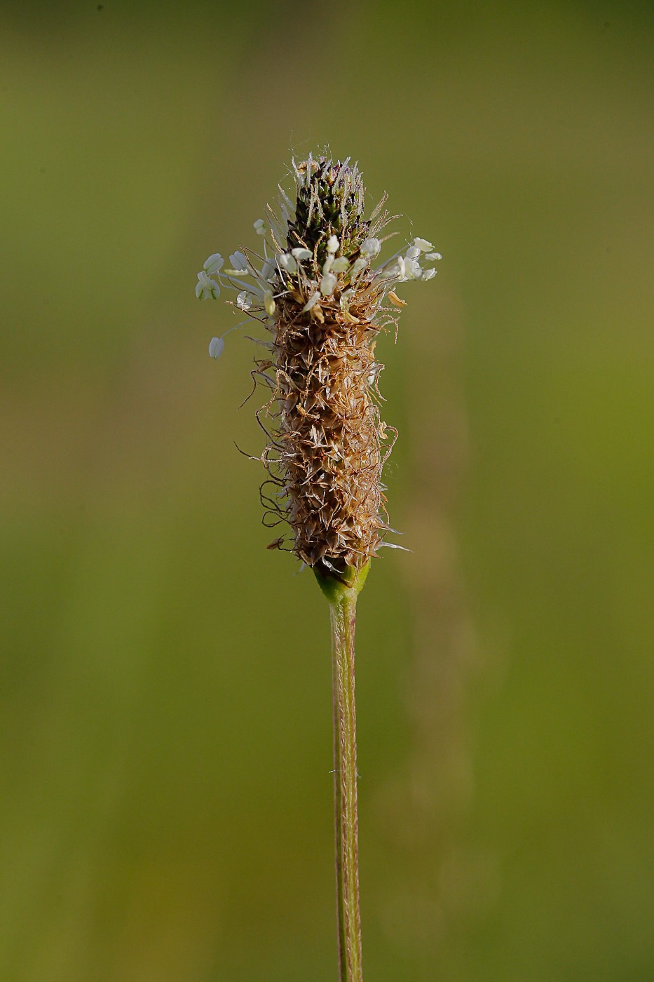 Изображение особи Plantago lanceolata.