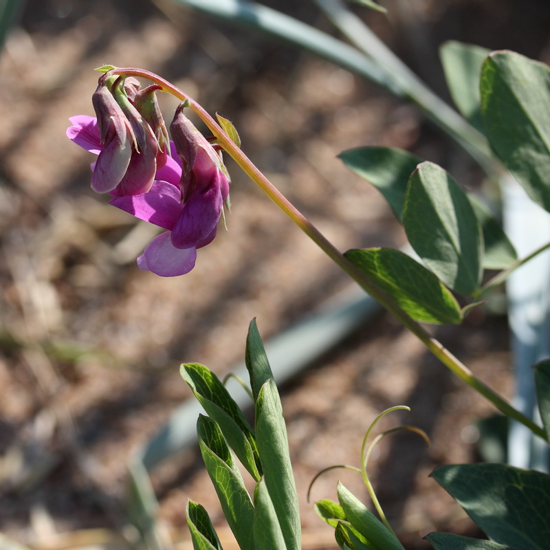 Изображение особи Lathyrus japonicus ssp. maritimus.