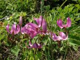 Lilium cernuum
