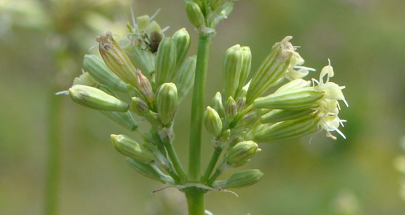 Image of Silene sibirica specimen.