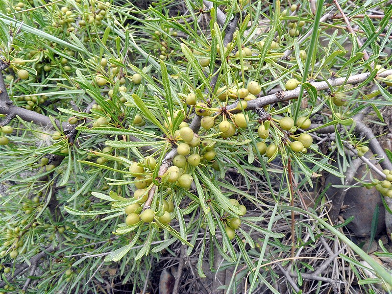 Image of Rhamnus erythroxyloides specimen.