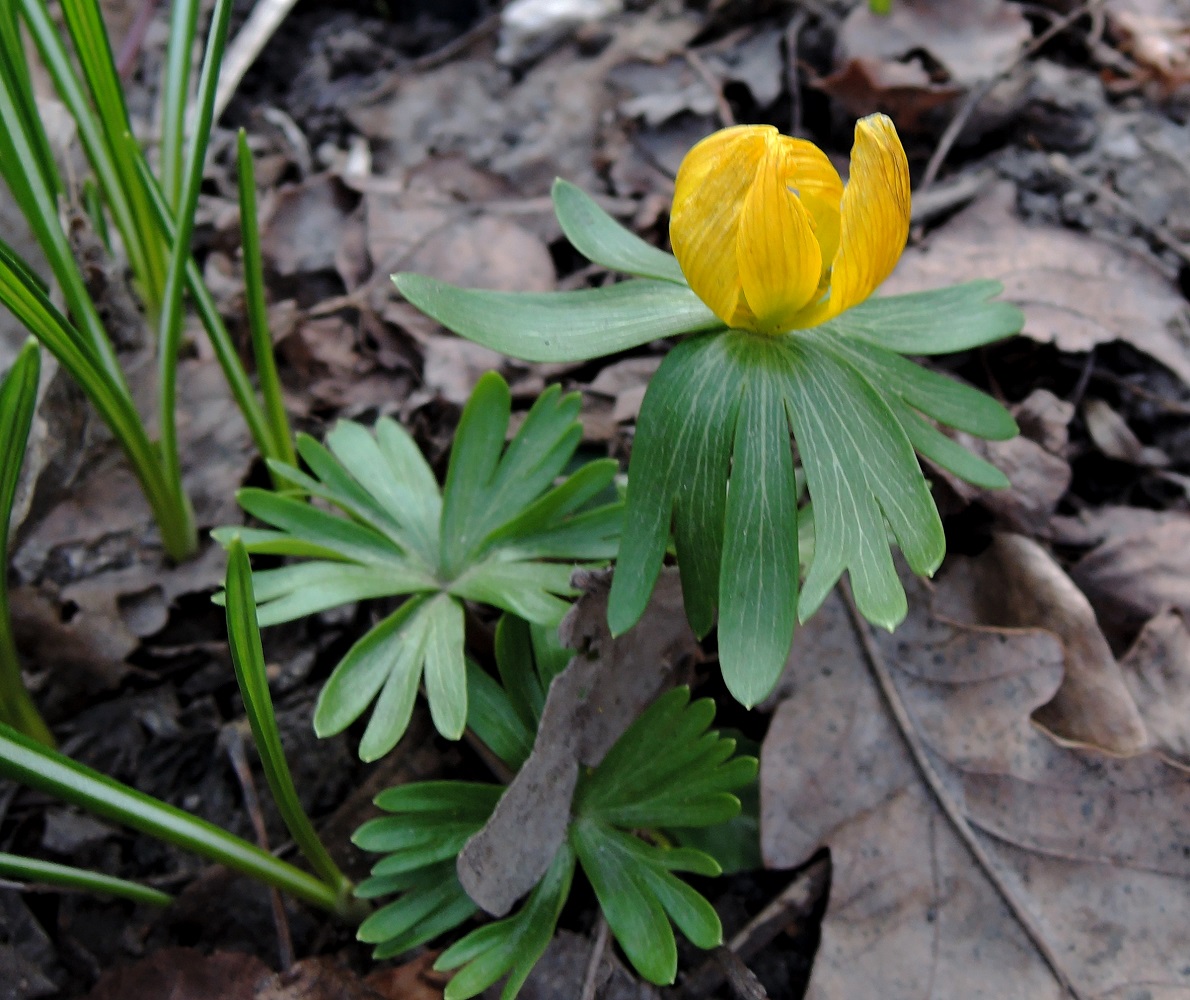 Image of Eranthis hyemalis specimen.