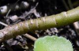 Sedum spurium