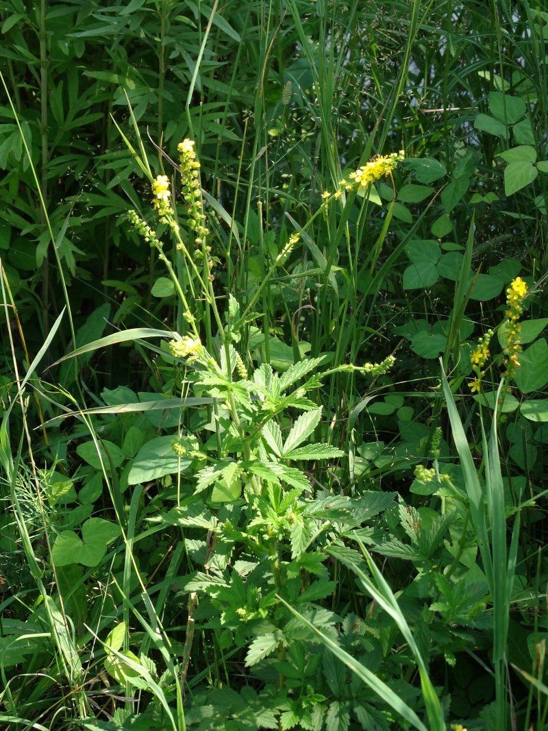 Image of Agrimonia coreana specimen.