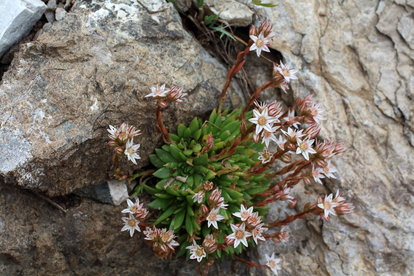 Изображение особи Rosularia alpestris.