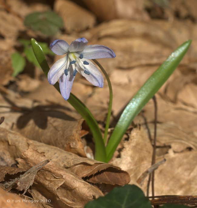 Изображение особи Scilla monanthos.