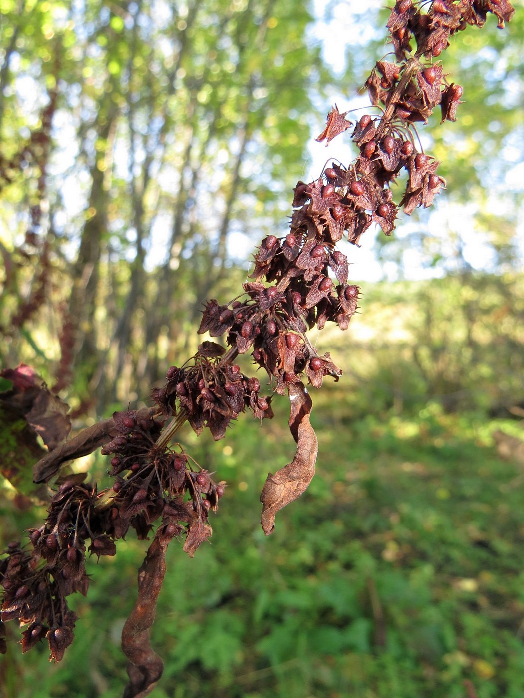 Image of Rumex obtusifolius specimen.