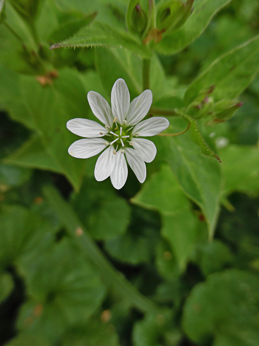 Изображение особи Myosoton aquaticum.