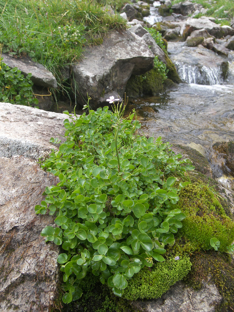 Изображение особи Cardamine seidlitziana.