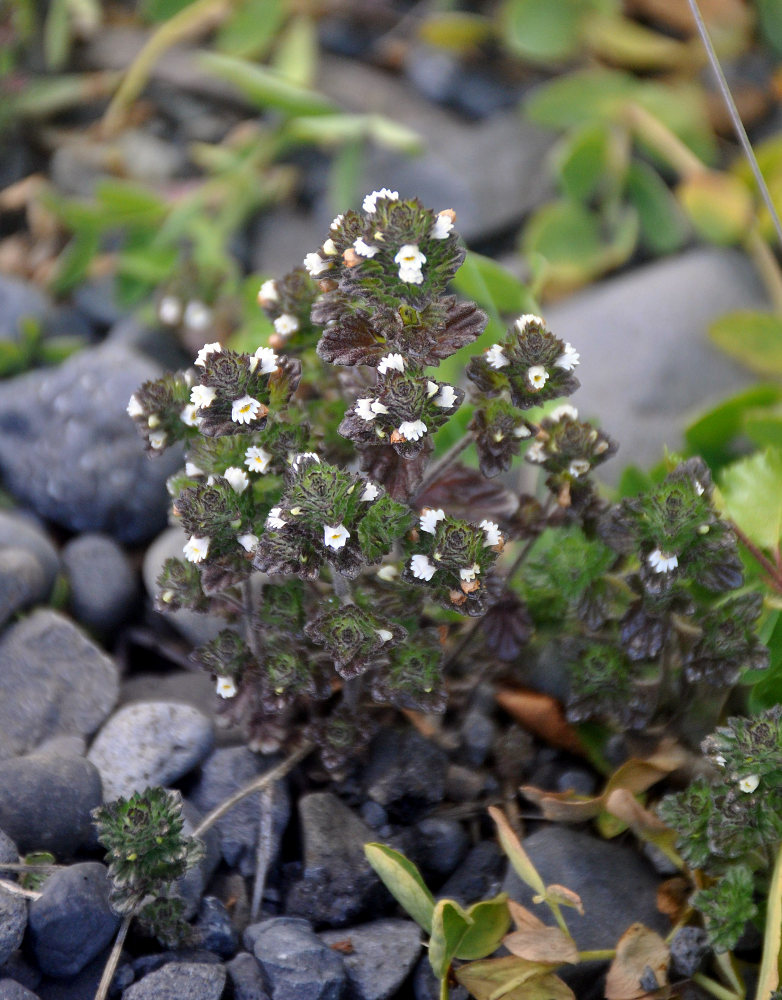 Image of Euphrasia arctica specimen.