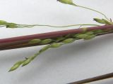 Panicum dichotomiflorum