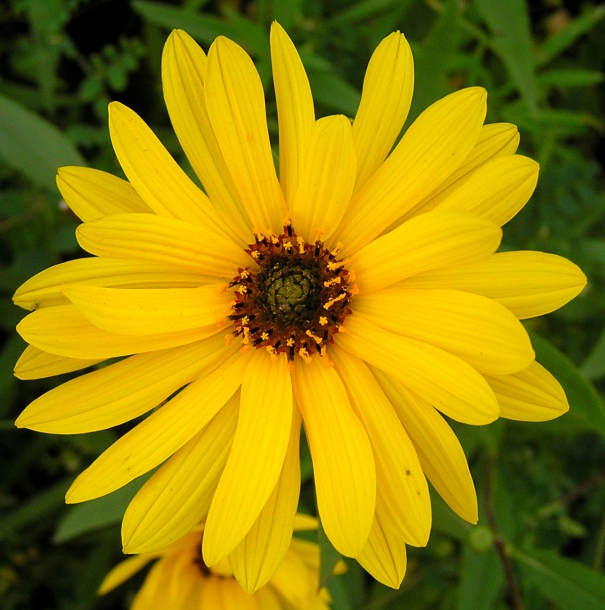 Image of Helianthus rigidus specimen.