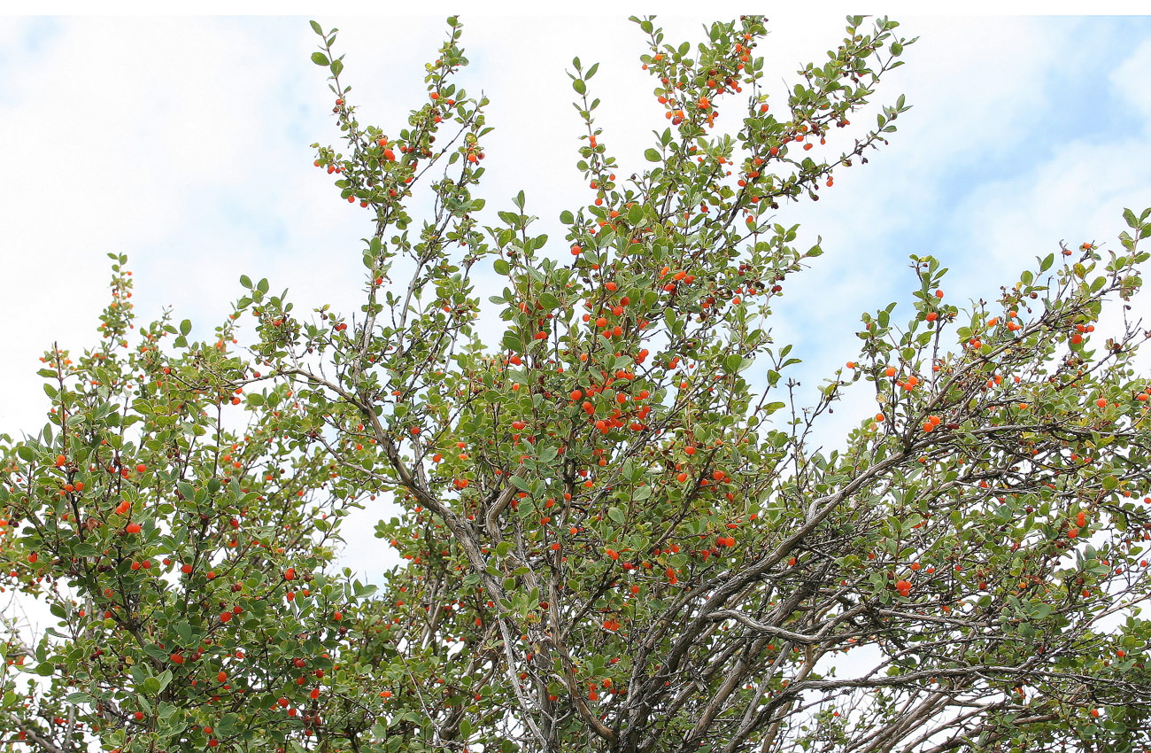 Image of Lonicera microphylla specimen.