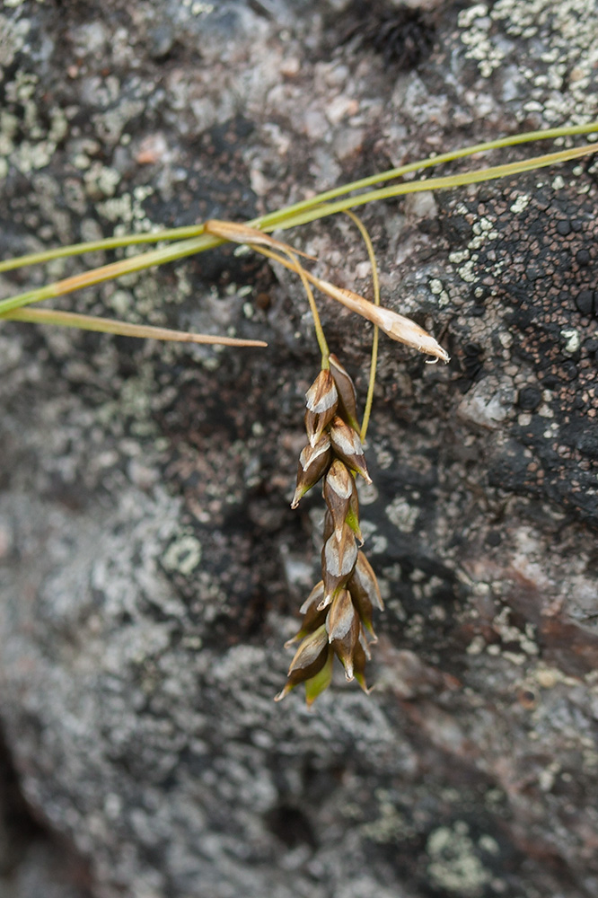 Изображение особи Carex capillaris.