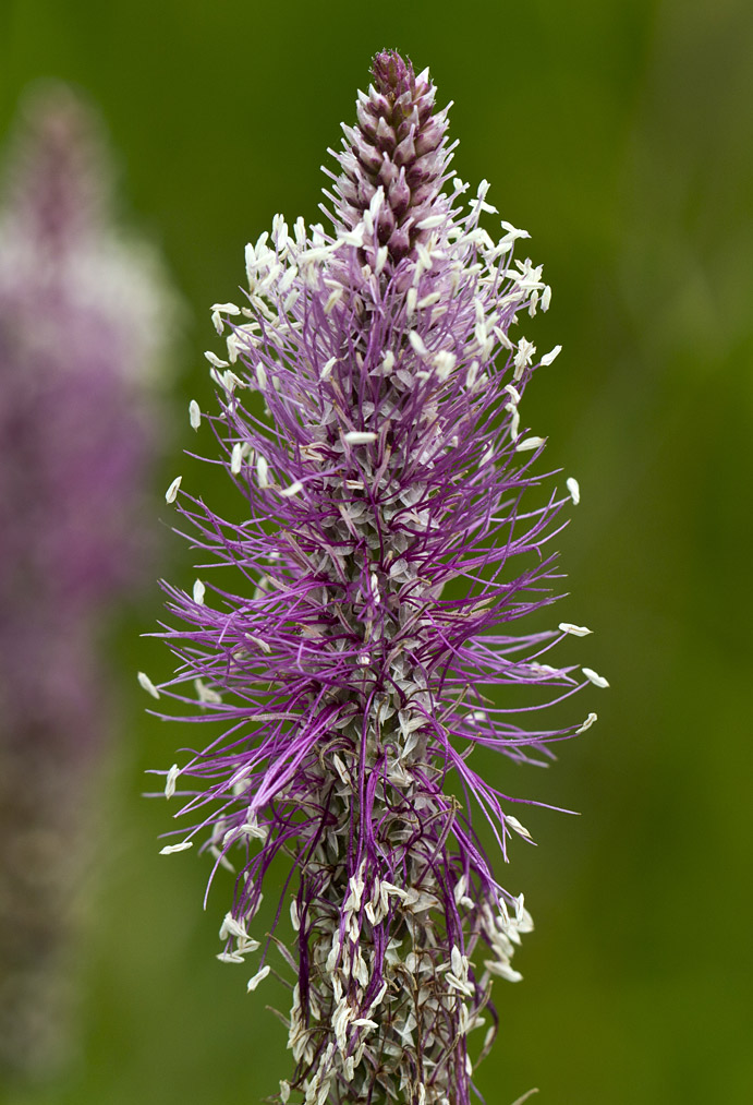 Image of Plantago media specimen.