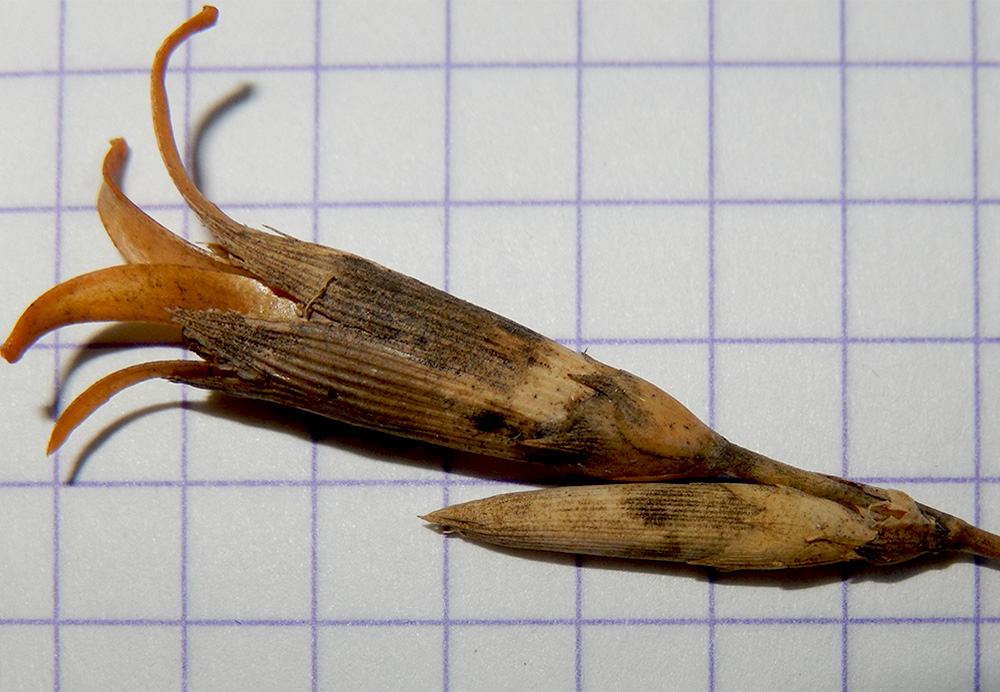 Image of Dianthus lanceolatus specimen.