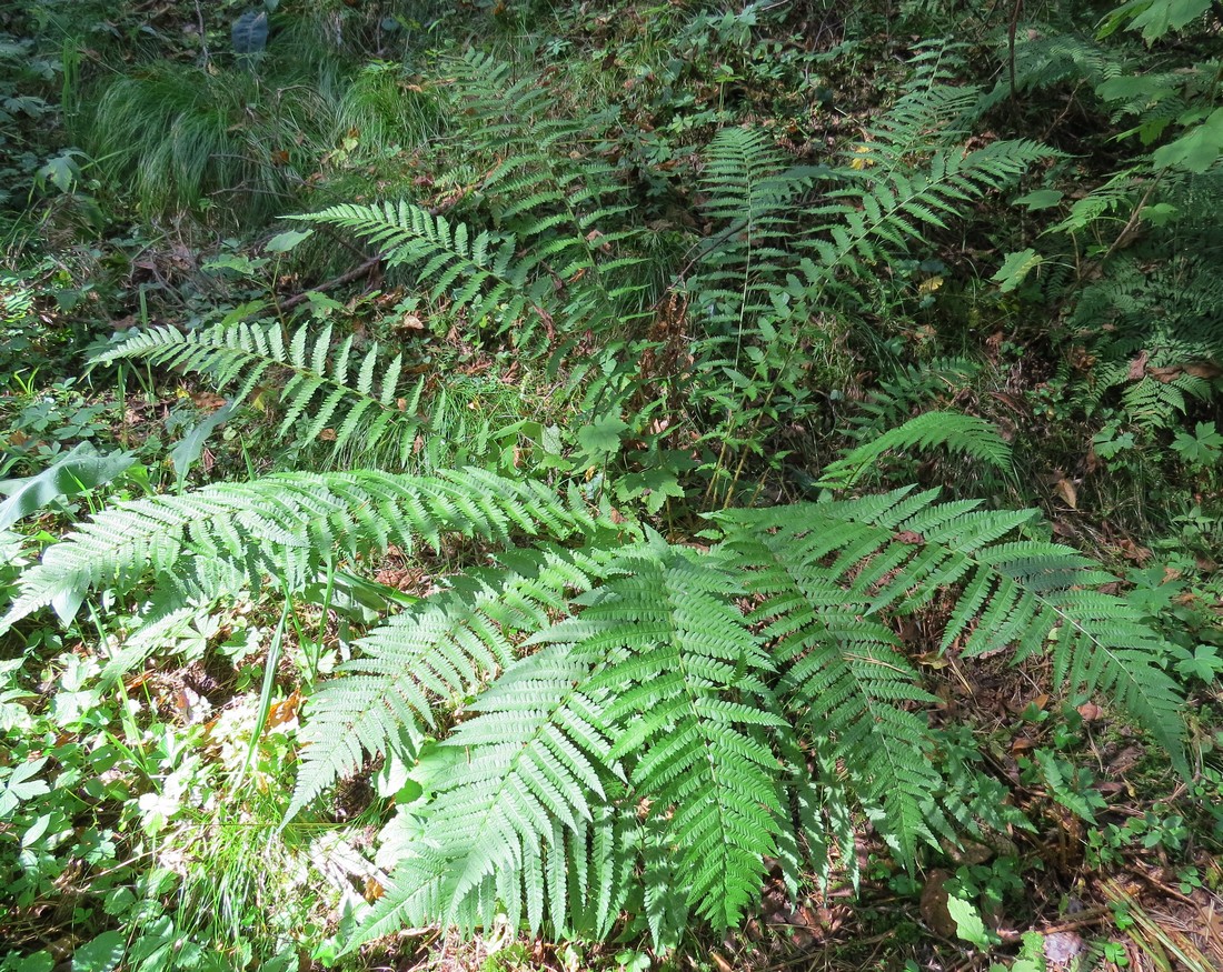 Image of Dryopteris filix-mas specimen.