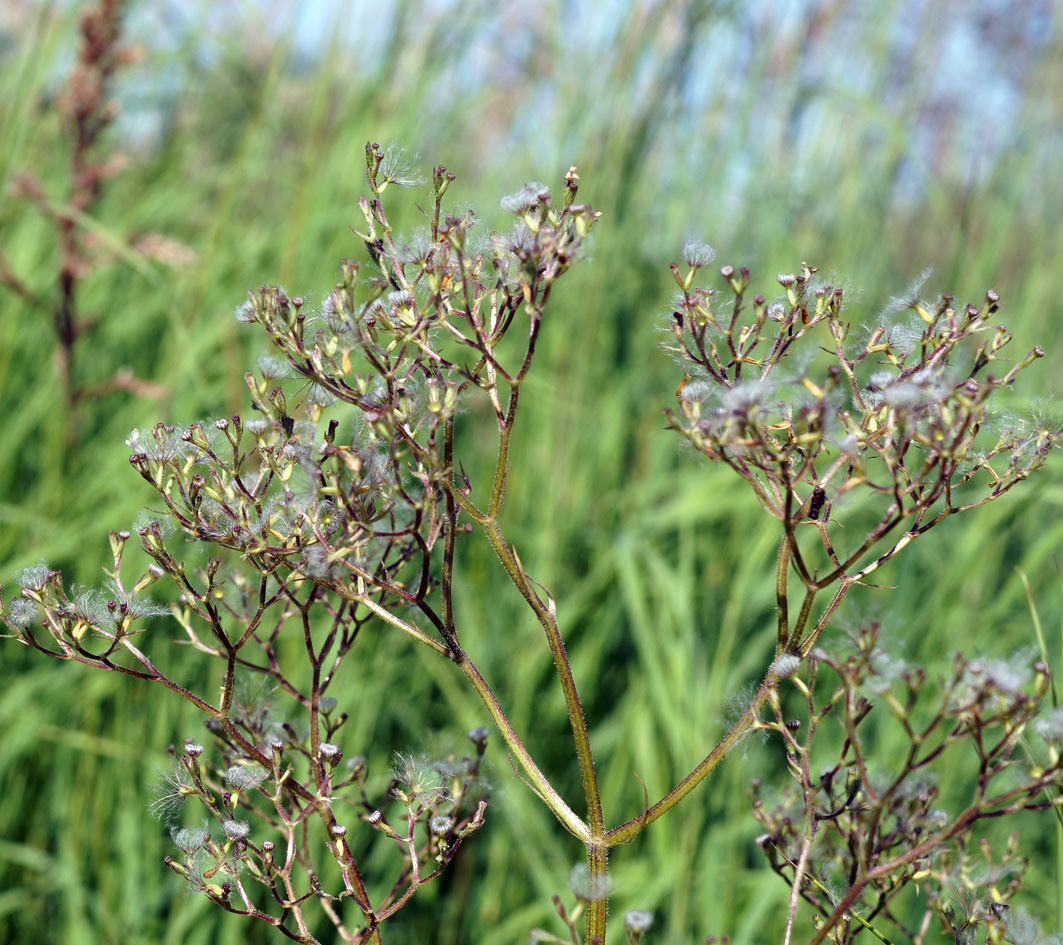 Image of Valeriana officinalis specimen.