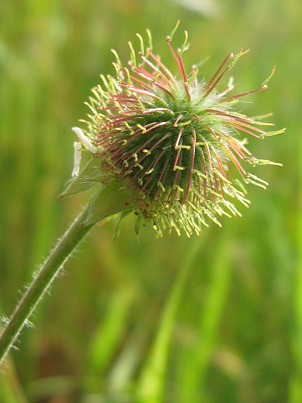 Изображение особи Geum aleppicum.