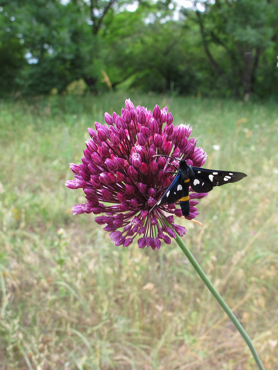 Изображение особи Allium rotundum.