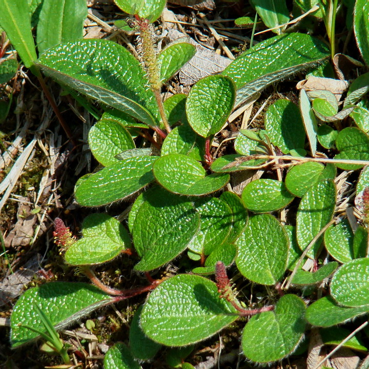 Изображение особи Salix reticulata.