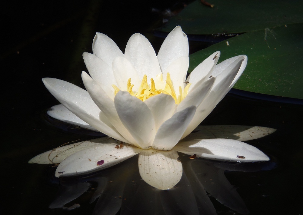 Image of Nymphaea alba specimen.