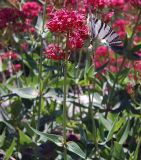 Centranthus ruber