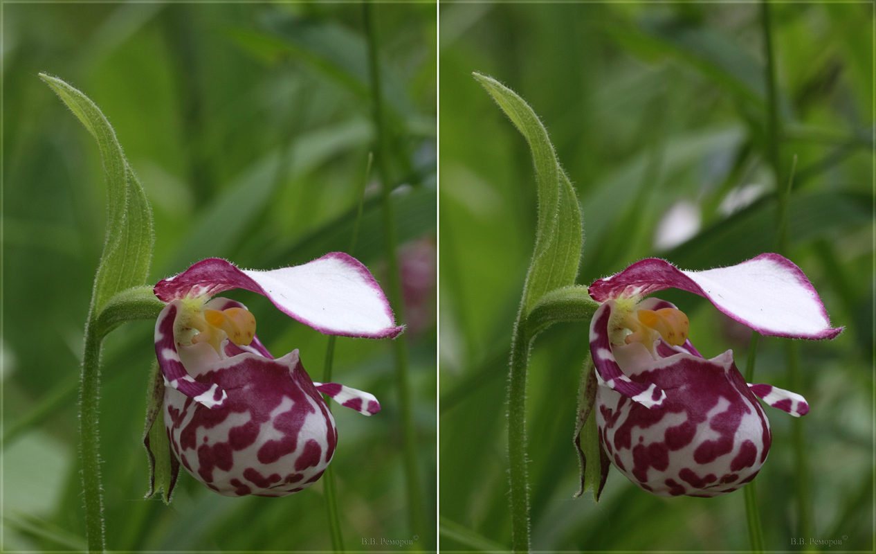 Изображение особи Cypripedium guttatum.