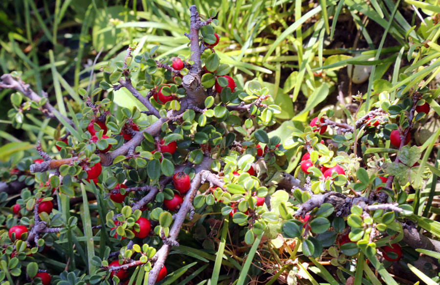 Image of genus Cotoneaster specimen.