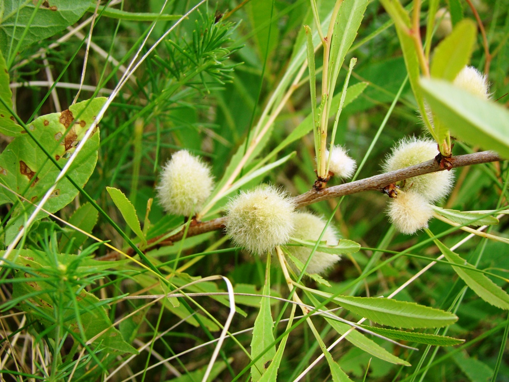 Image of Amygdalus nana specimen.