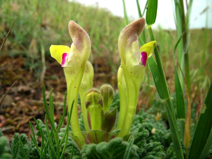 Image of Scutellaria subcaespitosa specimen.