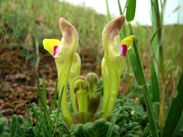 Изображение особи Scutellaria subcaespitosa.