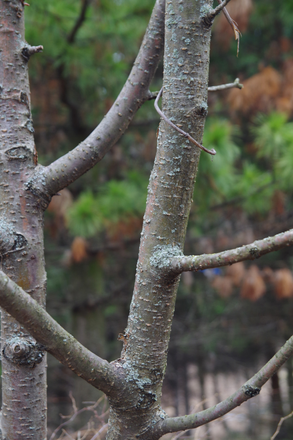 Image of Sorbus sibirica specimen.