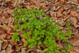 Isopyrum thalictroides