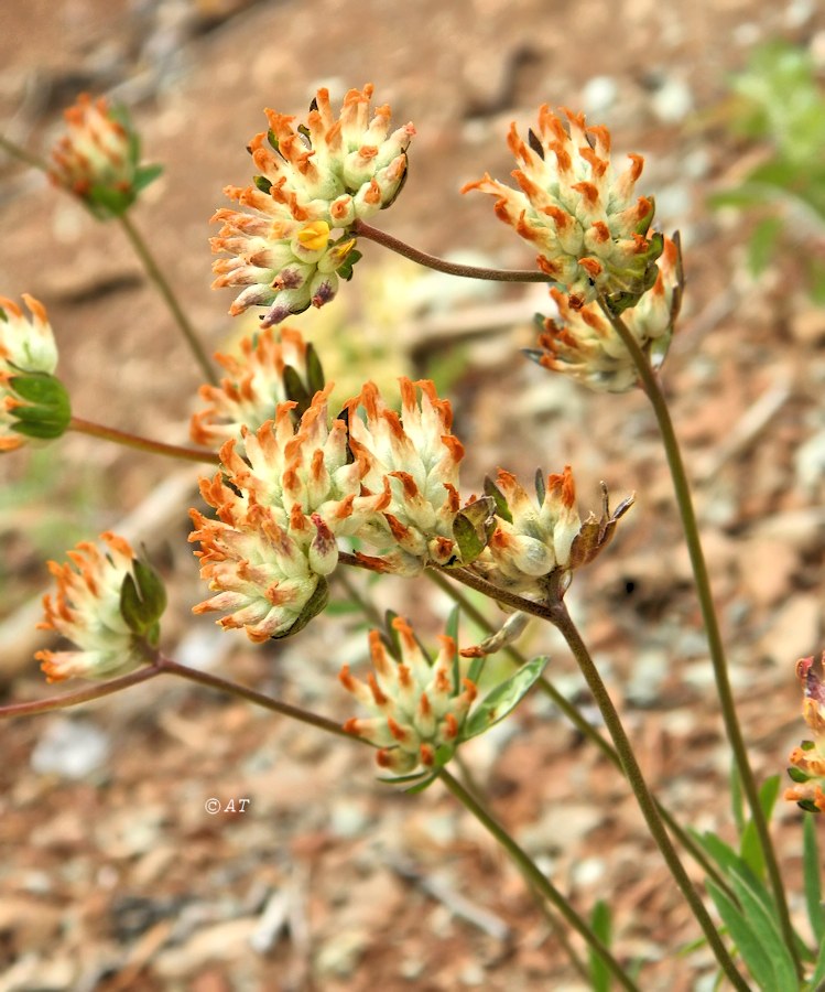 Изображение особи Anthyllis vulneraria.