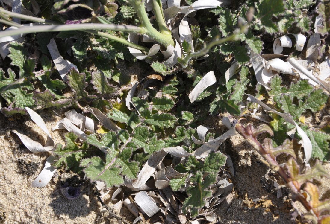 Image of Brassica tournefortii specimen.