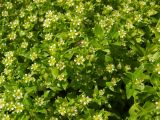 Honckenya subspecies major