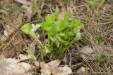 Viola mirabilis