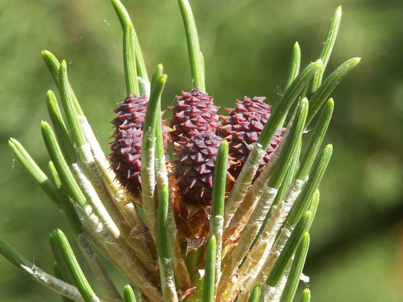 Изображение особи Pinus mugo.