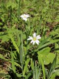 Stellaria holostea