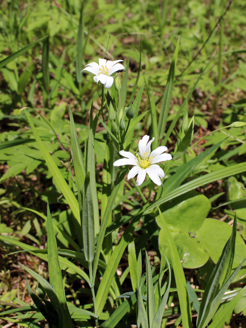 Image of Stellaria holostea specimen.