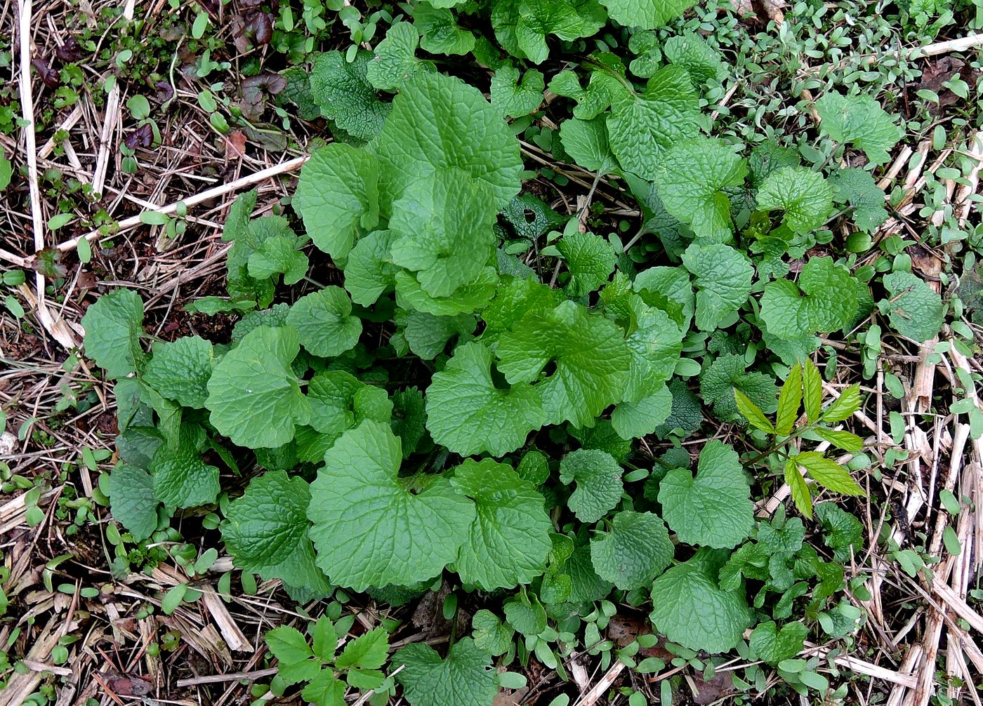 Image of Alliaria petiolata specimen.