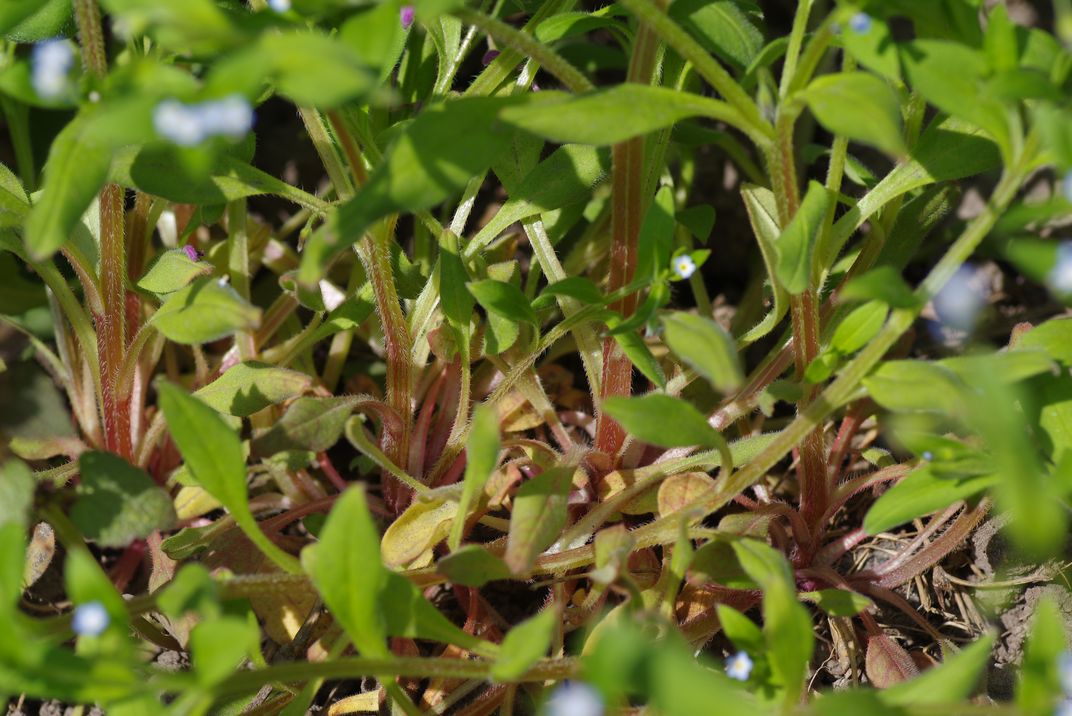 Image of Myosotis sparsiflora specimen.