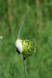 Allium atroviolaceum