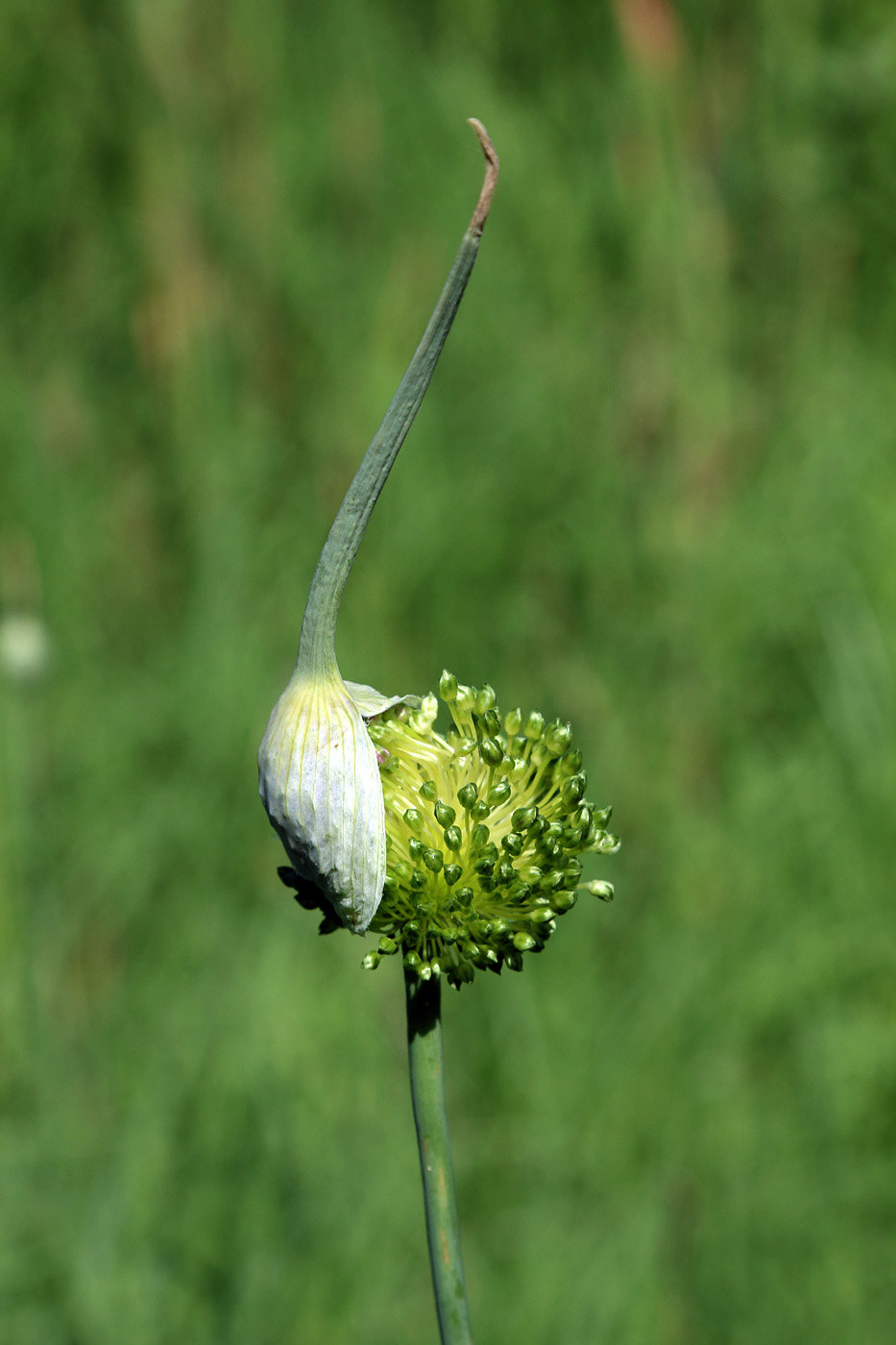Image of Allium atroviolaceum specimen.