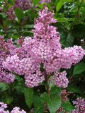 Syringa &times; henryi