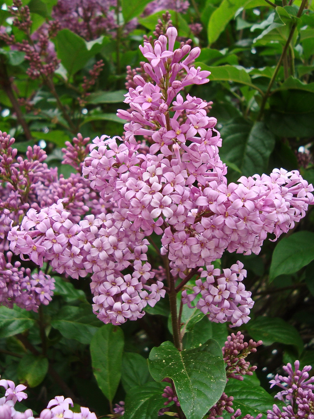 Image of Syringa &times; henryi specimen.