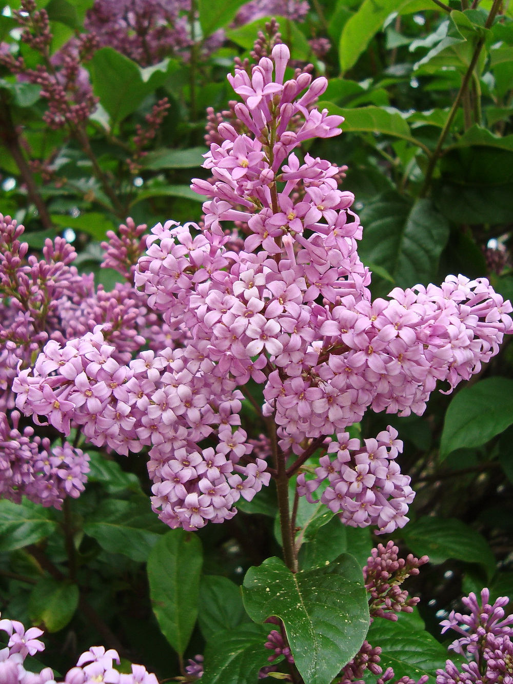 Изображение особи Syringa &times; henryi.