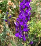 Delphinium hispanicum